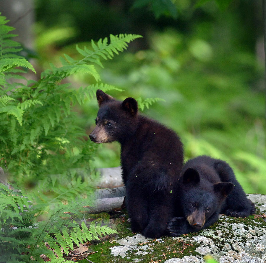 List 95+ Wallpaper Pictures Of Black Bear Cubs Full HD, 2k, 4k