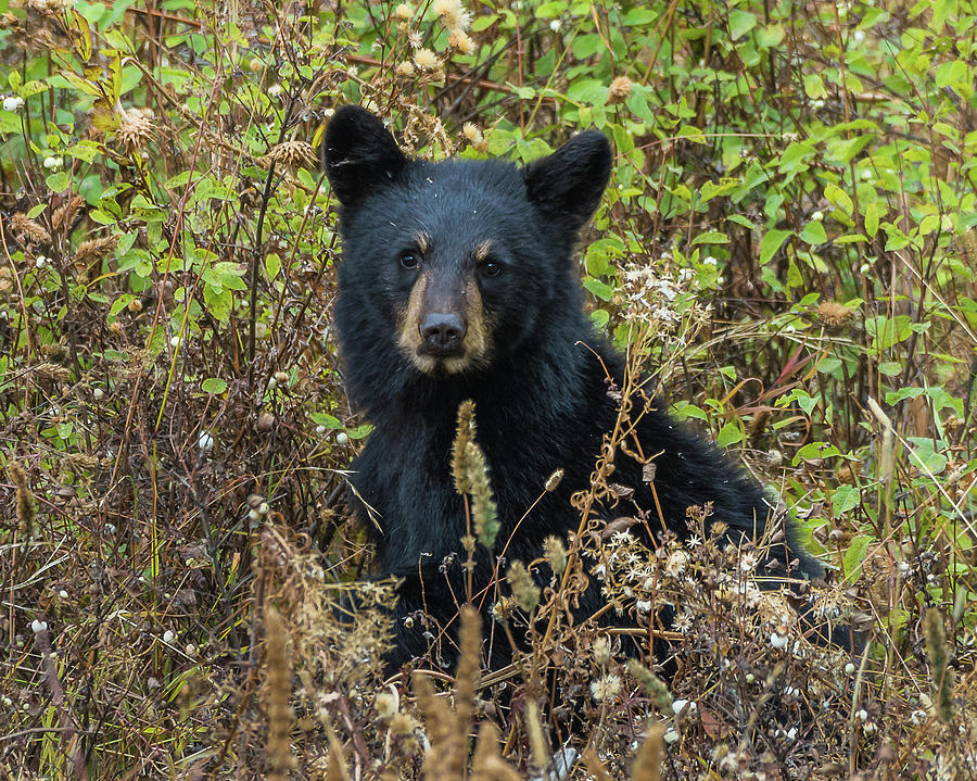 Black Bear Cub In Fall Photograph by Yeates Photography