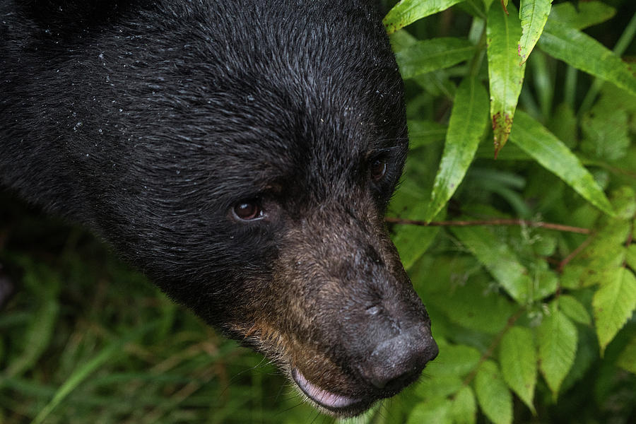 Black Bear Photograph by David Kirby