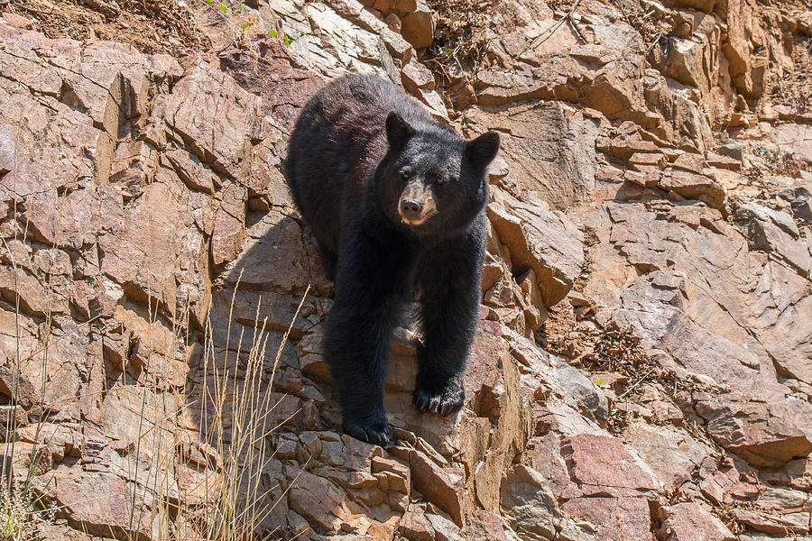 Black Bear Descends a Rocky Slope Photograph by Tony Hake