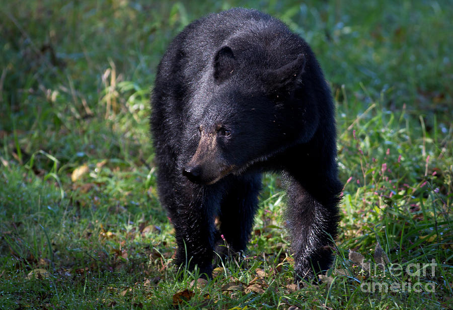 Black Bear Photograph by Douglas Stucky