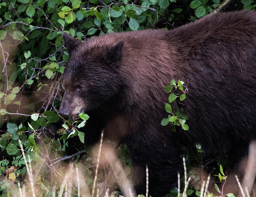 Black Bear Eating a Snack Photograph by Jennifer Ancker