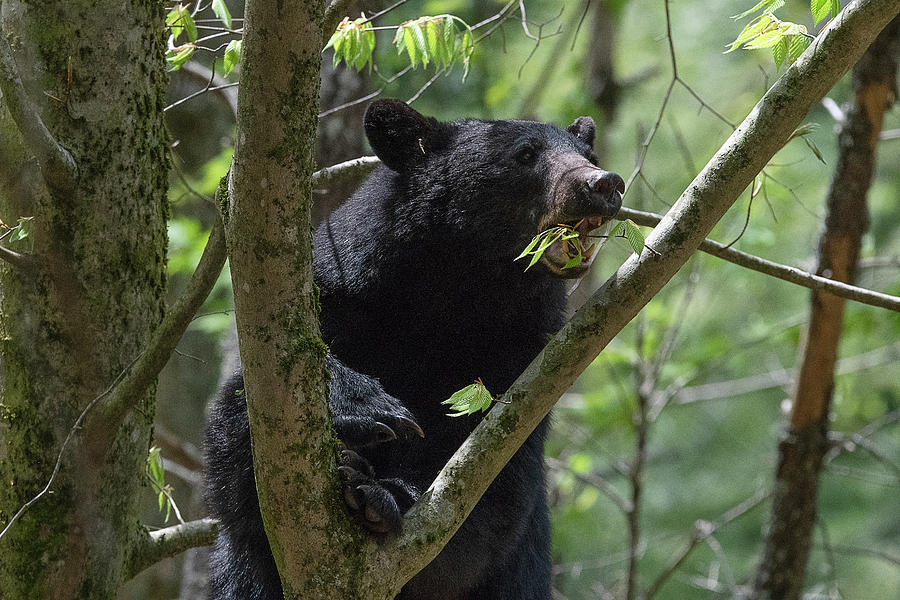 Black bear eating in leave in a tree Photograph by Dan Friend