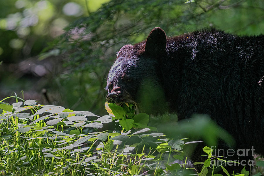 Black bear eating leaves with mouth open showing his teeth Photograph by Dan Friend