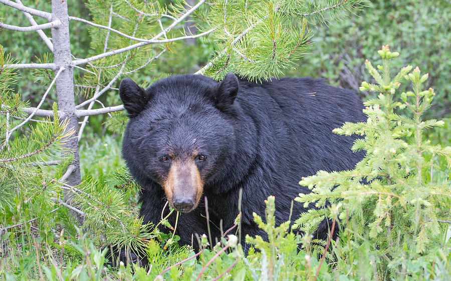 Black Bear Eating Spring Greens Photograph by Sam Amato