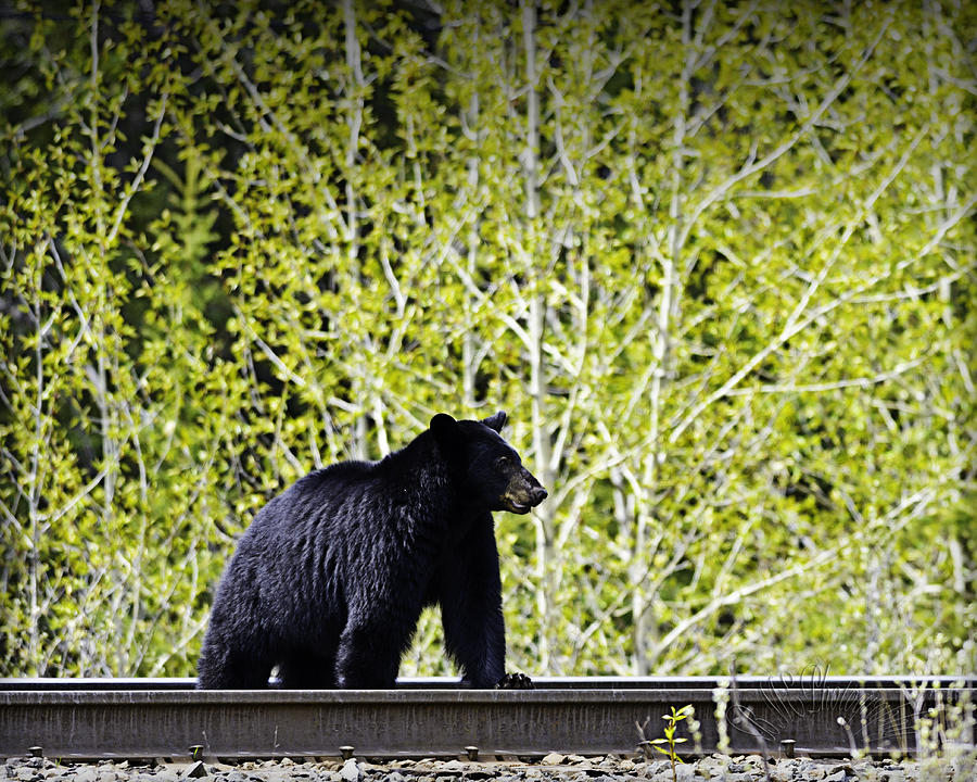 Black Bear Photograph by Edward Kovalsky