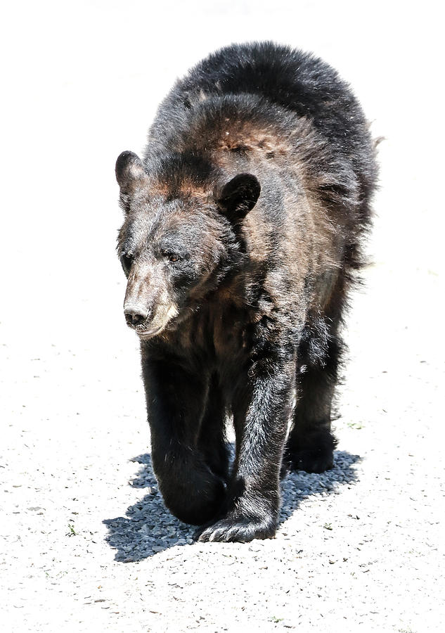 Black Bear Encounter Photograph by Athena Mckinzie