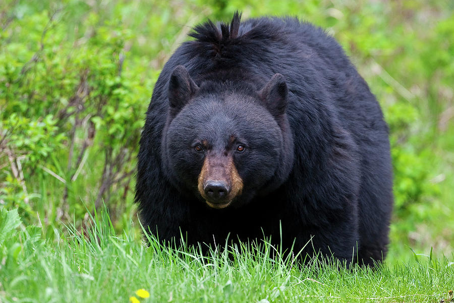 Black Bear Face to Face Photograph by Mark Miller