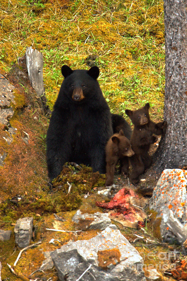 Jasper National Park Photograph - Black Bear Family Feast by Adam Jewell