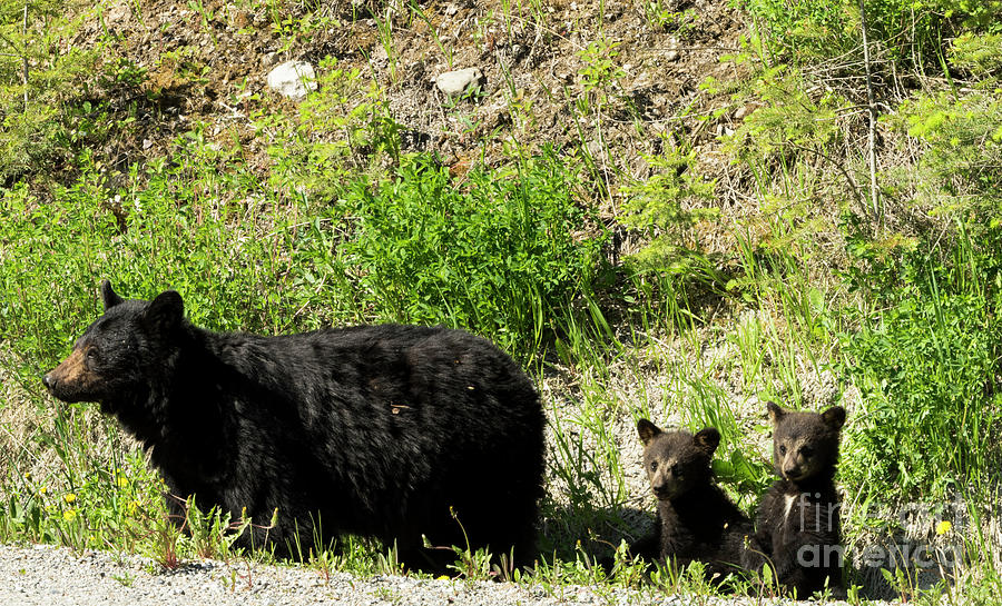 Black Bear Family Photograph by Louise Magno