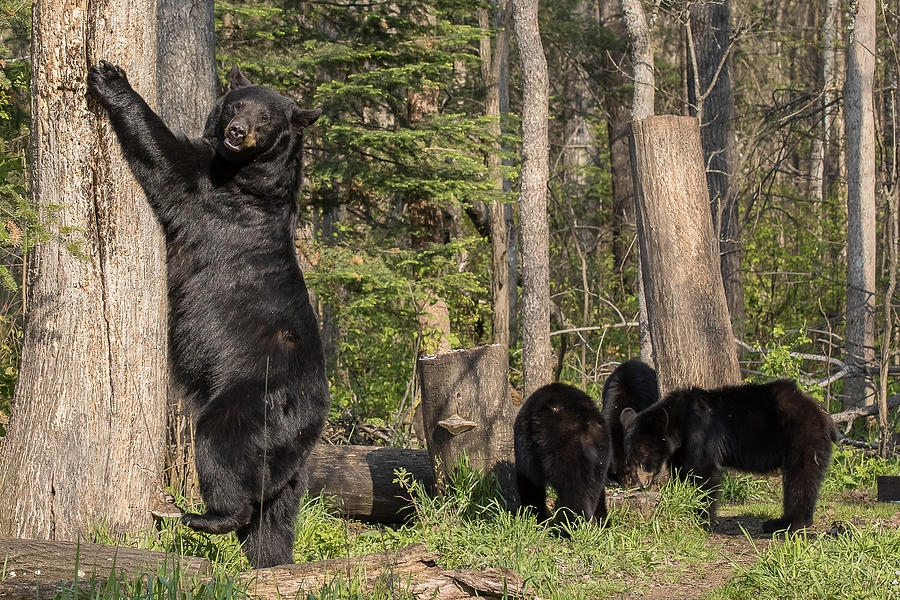 Black Bear Family Photograph by Mary Jo Cox