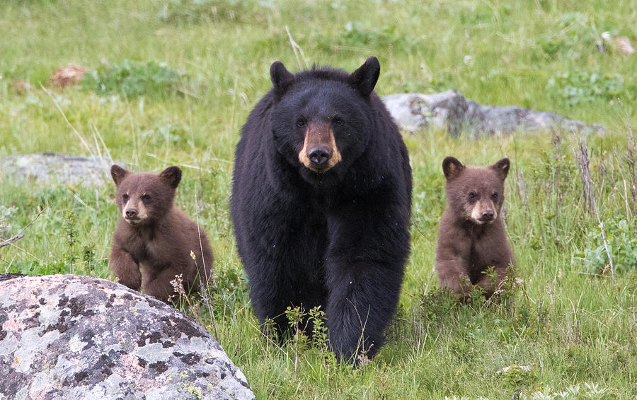 Black Bear Family Photograph by Max Waugh