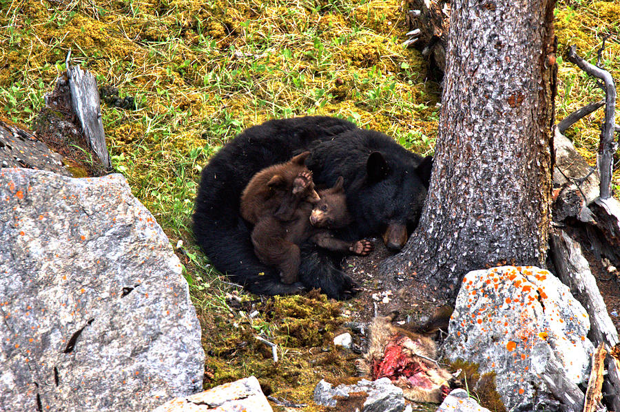 Black Bear Family Nap Photograph by Adam Jewell
