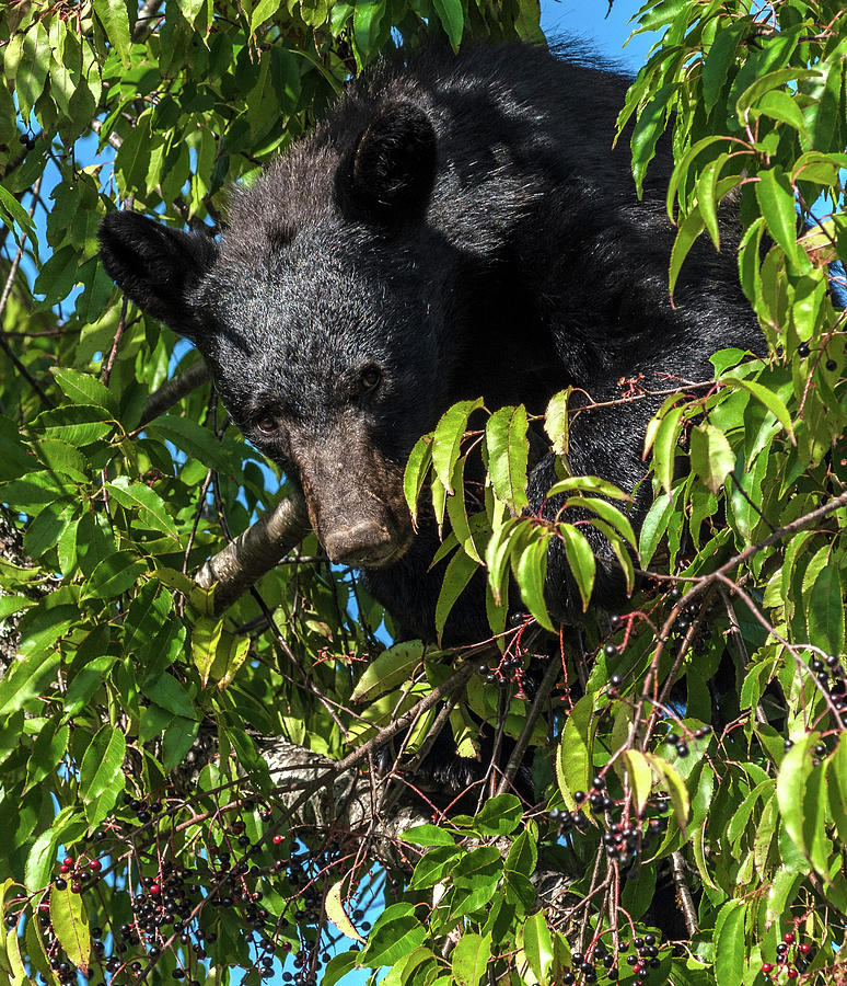 Black Bear Feeding In A Cherry Tree Photograph by Eric Albright
