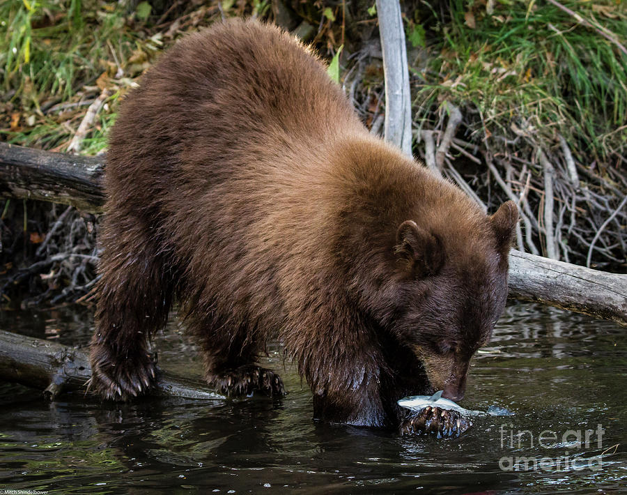 Black Bear Fishing Photograph by Mitch Shindelbower