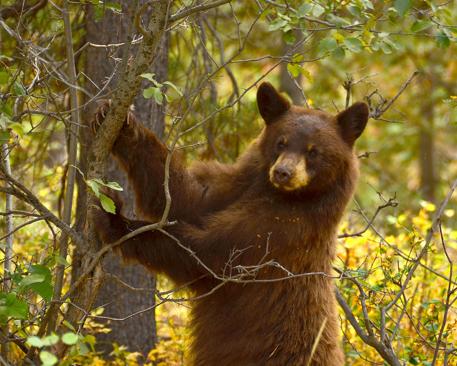 Black Bear - Grand Tetons Photograph by Steve Snyder