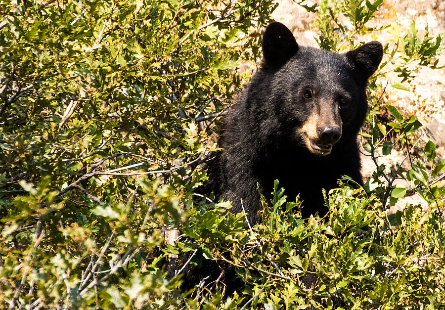 Black Bear Hello 2 Photograph by Mindy Musick King