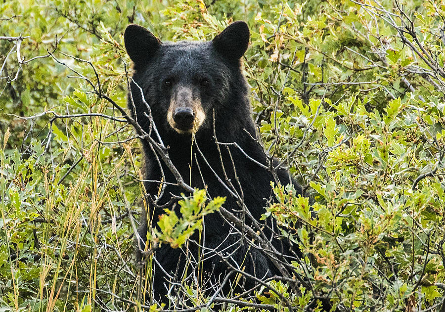 Black Bear Hello Photograph by Mindy Musick King