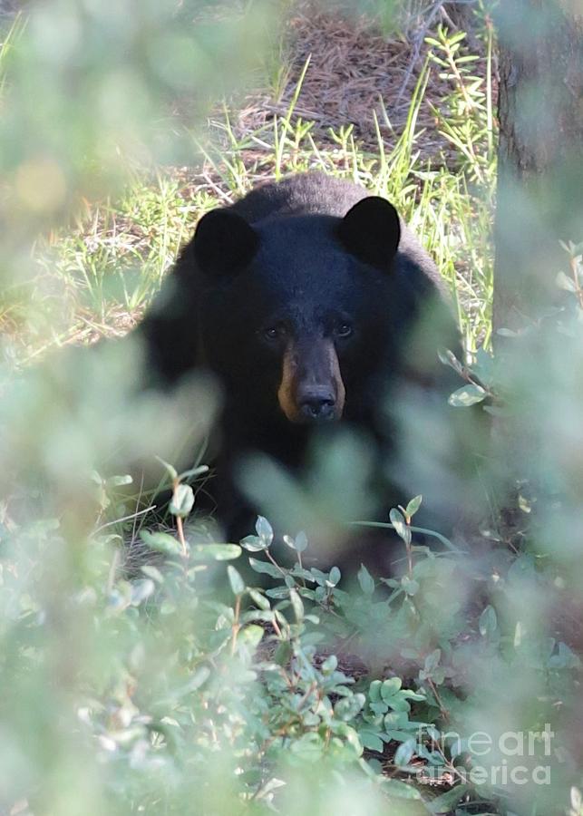Black Bear Hiding Photograph by Carol Groenen
