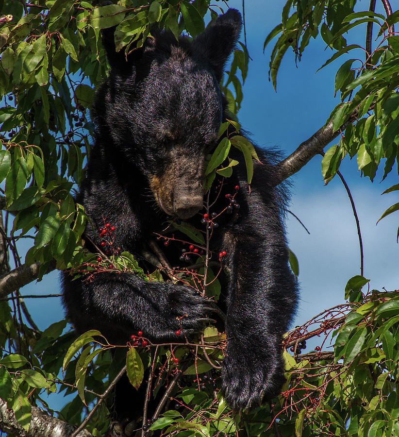 Black Bear In A Cherry Tree Photograph by Eric Albright