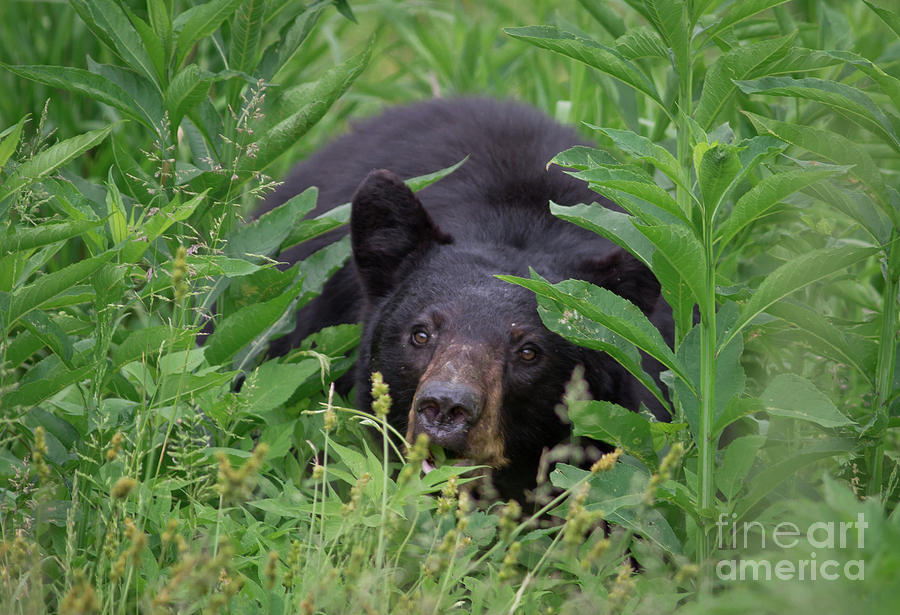 Black Bear in Cades Cove Photograph by Douglas Stucky