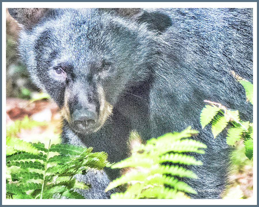 Black Bear in Confrontational Posture Photograph by A Macarthur Gurmankin