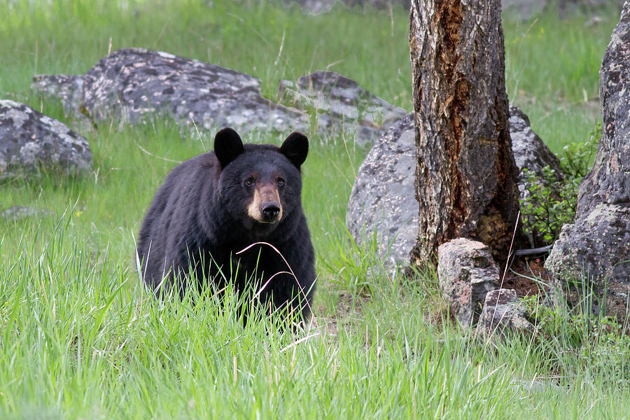 Black Bear in green grassy Meadow at attention looking forward Photograph by Mark Miller
