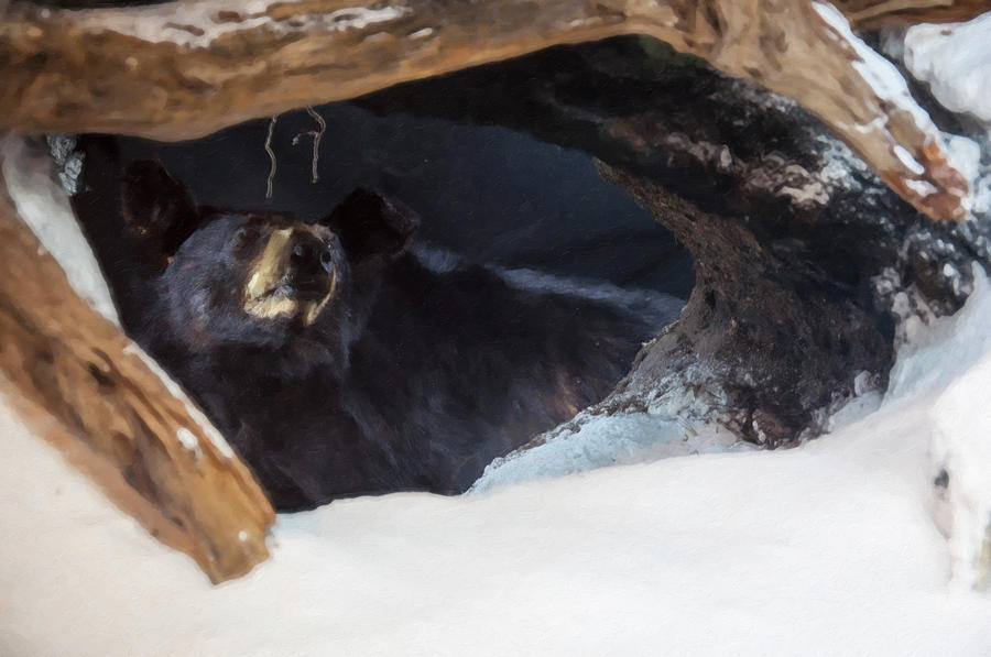 Black Bear Digital Art - Black Bear in its winter den by Flees Photos