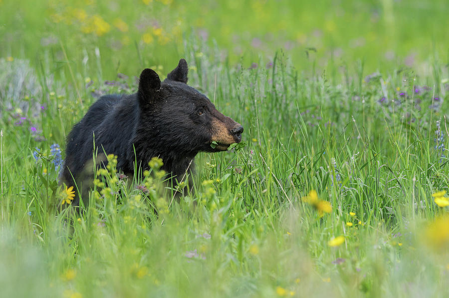 Black Bear In Paradise Photograph by Yeates Photography