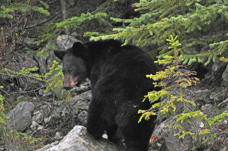 Black Bear in Rocks Photograph by Michelle Halsey