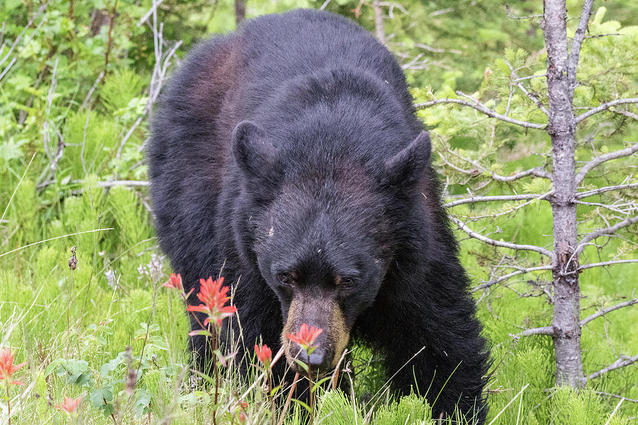 Black Bear in the Canadian Rockies Photograph by Tony Hake