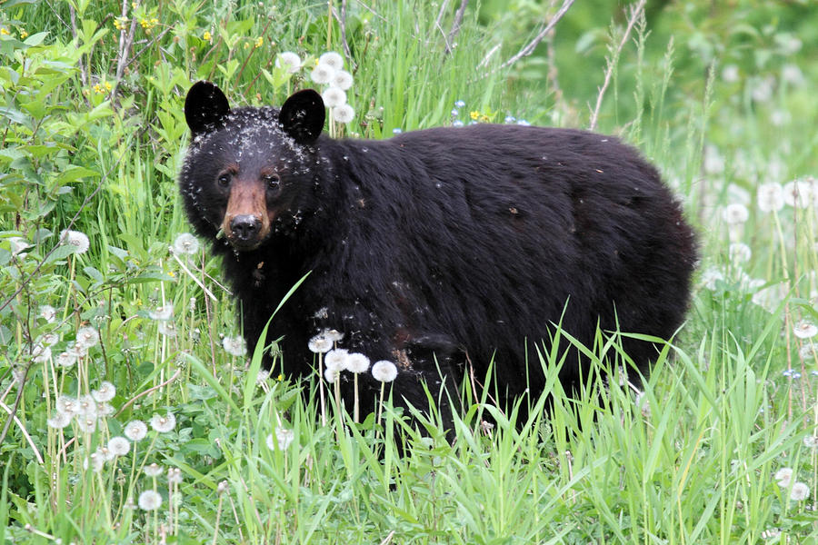 Black Bear in the Dandelion Whistler Photograph by Pierre Leclerc Photography