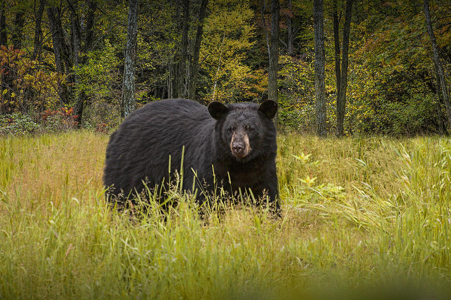 Black Bear in the Grass Photograph by Randall Nyhof Black Bear in the Grass Photograph by Randall Nyhof