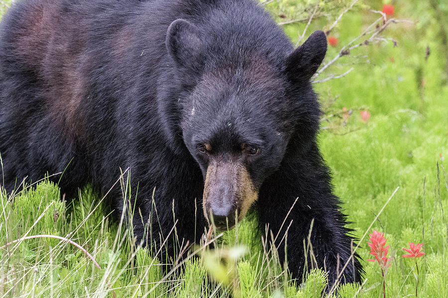 Black Bear in the Rockies Photograph by Tony Hake