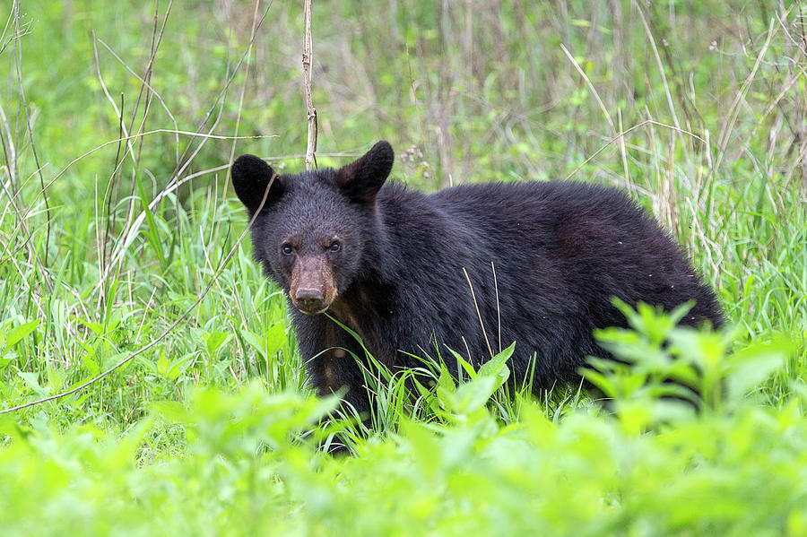 Black bear in the wild Photograph by Dan Friend