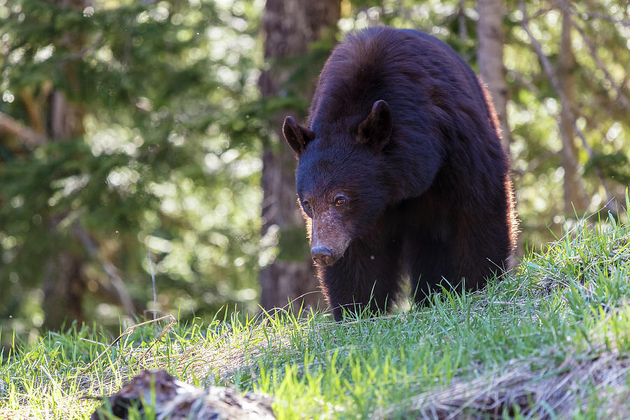 Black Bear in the Wilderness of British Columbia Photograph by Pierre Leclerc Photography
