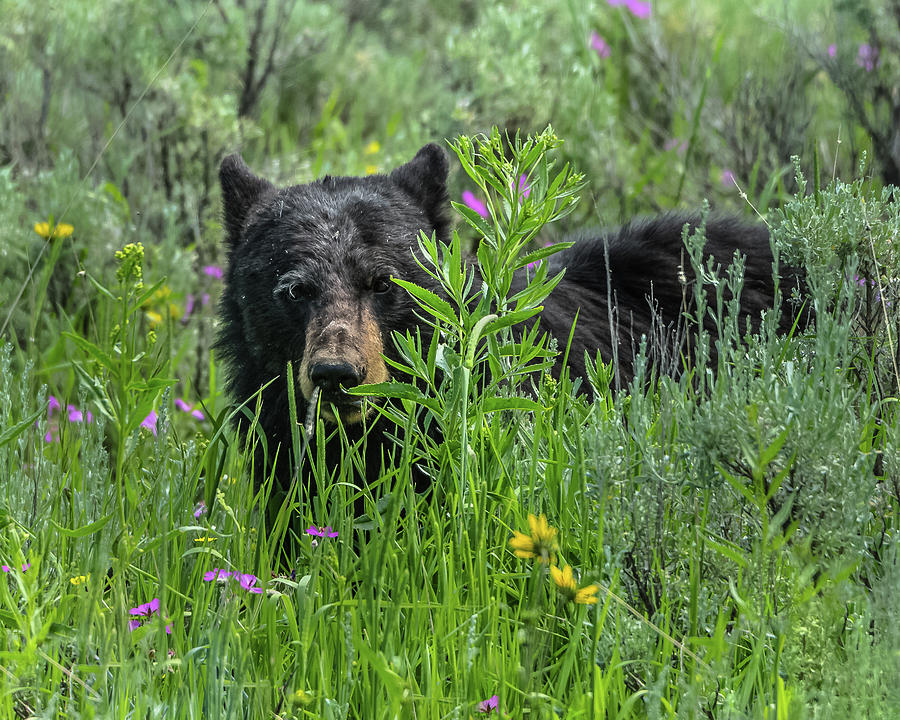 Black Bear In The Wildflowers Photograph by Yeates Photography