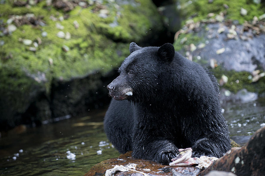 Black Bear in Waiting Photograph by Bill Cubitt