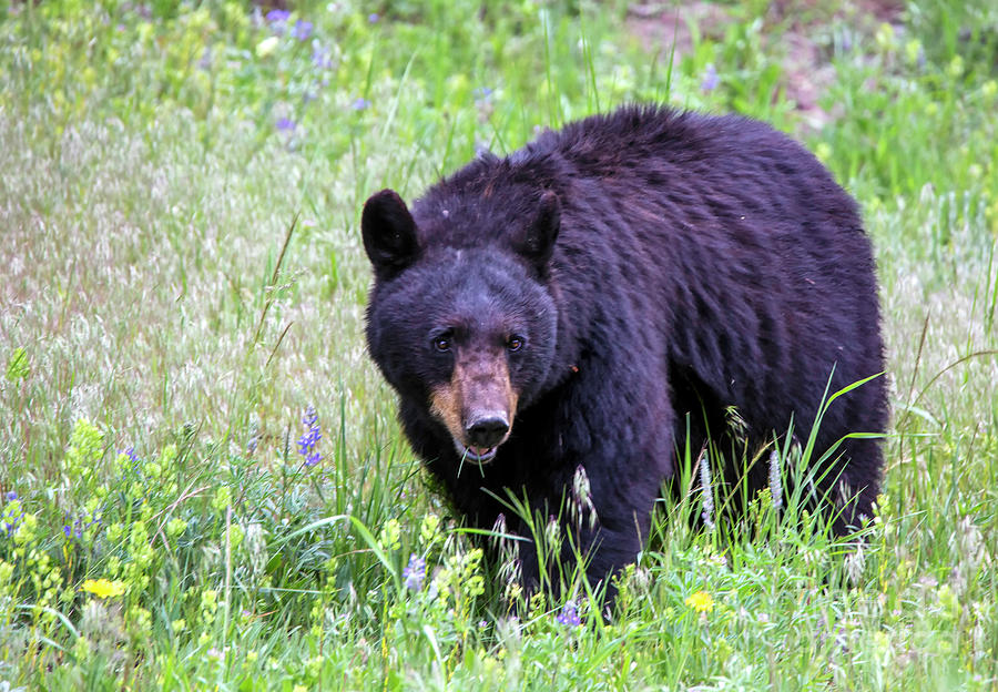 Black Bear in Yellowstone Wild Flwoers Photograph by Carolyn Fox - Fine ...