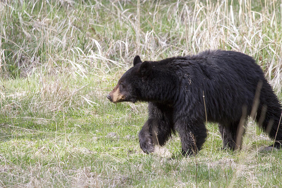 Black Bear Photograph by Joel Metcalfe - Pixels