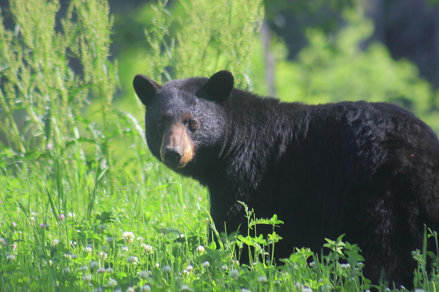 Black Bear Photograph by John Burk