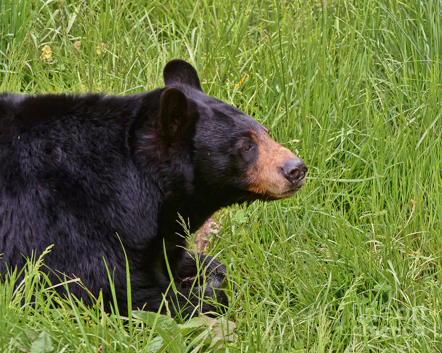 Black Bear Photograph by Kerri Farley