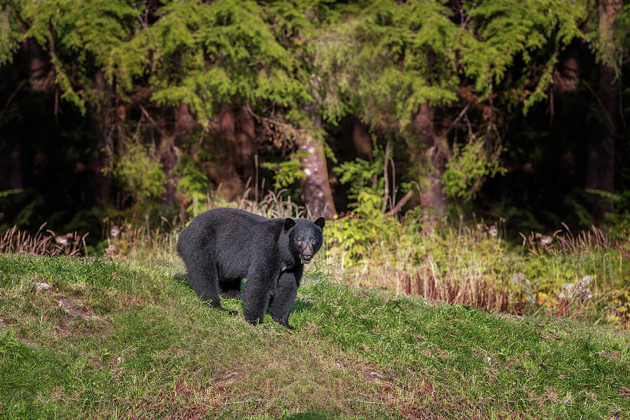 Black Bear Photograph by Canadart -