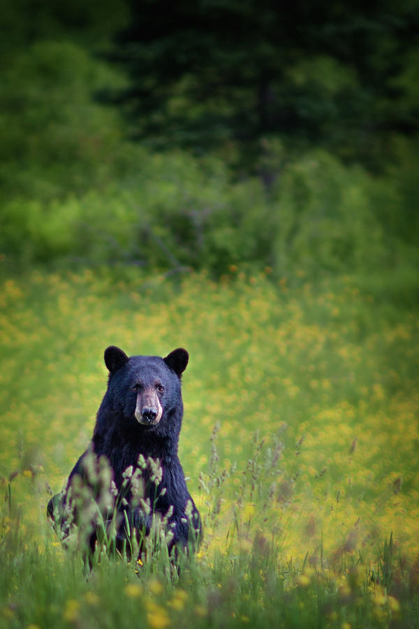Black Bear Lookin at Me Photograph by Darylann Leonard Photography