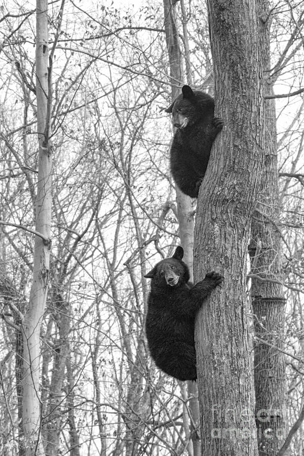 Black bear looking back while climbing a tree Photograph by Dan Friend