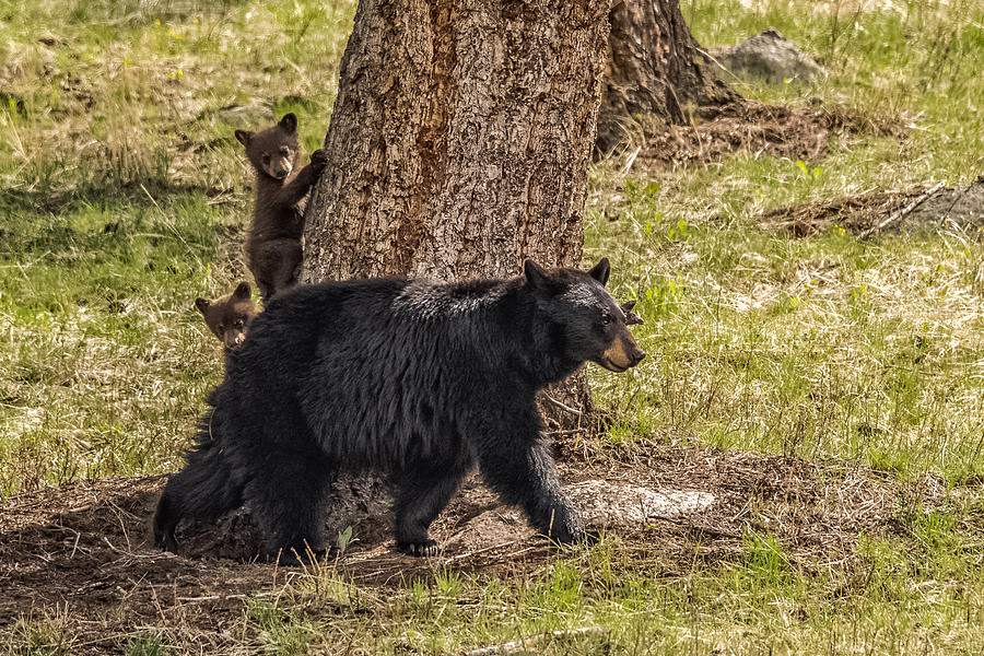 Black Bear Mama Introduces The Twins Photograph by Yeates Photography ...