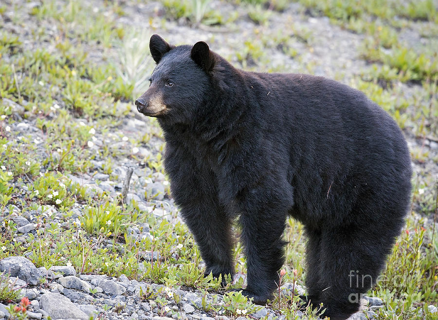 Black Bear on Guard  Photograph by Shannon Carson