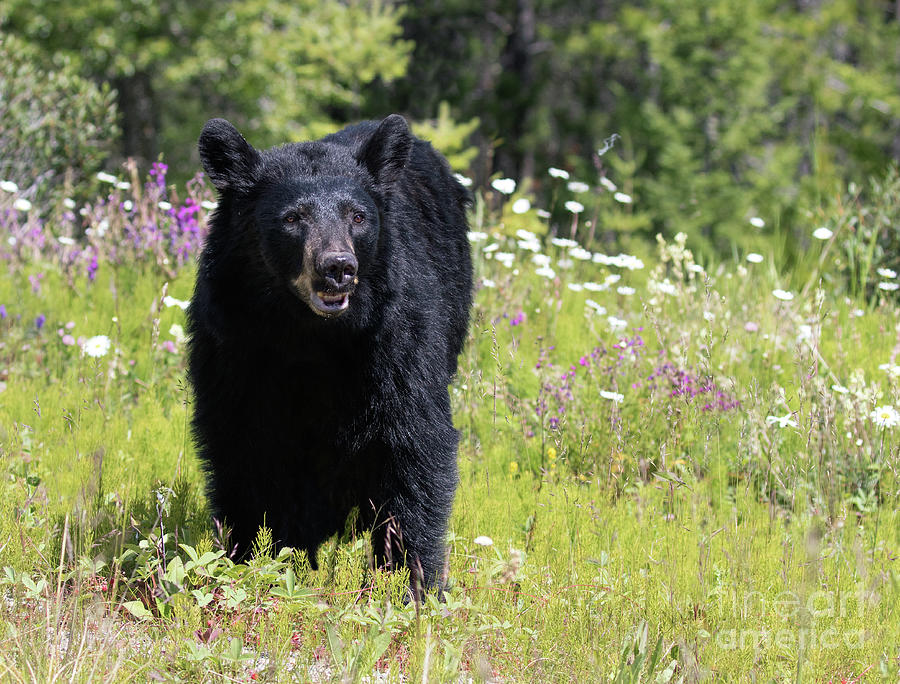 Black Bear on Hillside Photograph by Art Cole