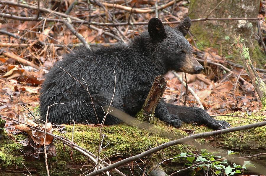 Black Bear on Moss Covered Log #2 Photograph by Paul Golder | Fine Art ...