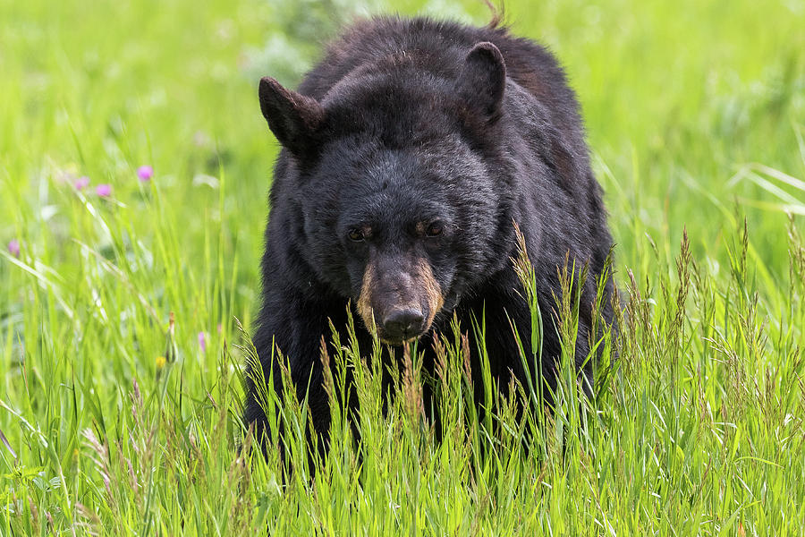 Black Bear On The Prowl Photograph by Tony Hake
